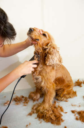 Female groomer haircut Cocker Spanielの写真素材
