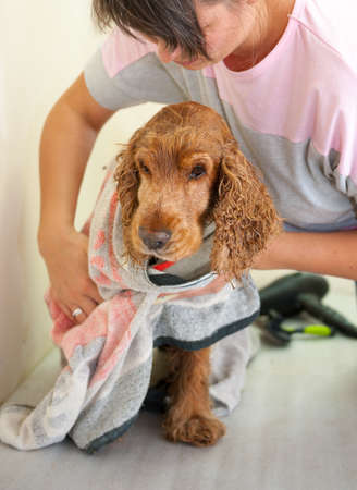 Female groomer towel Cocker Spanielの写真素材