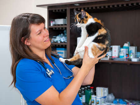 Young woman vet examining cat in the clinicの写真素材