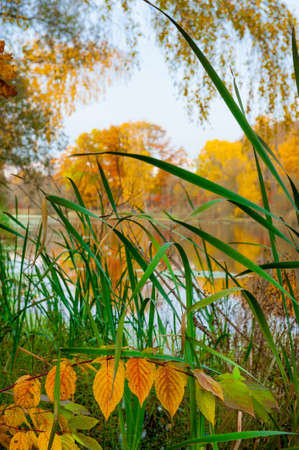 Autumn landscape of a river, grass and leaves at foregroundの写真素材