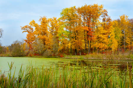 Autumn landscape of yellow trees and a pond covered with slimeの写真素材