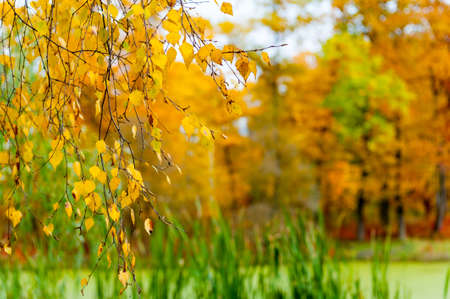 Autumn landscape of birch and a pond covered with slime