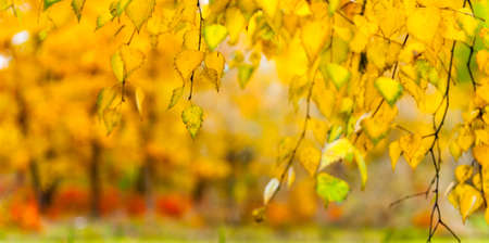 Autumn background yellow birch leaves on a branchの写真素材