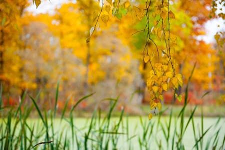 Autumn landscape of birch and a pond covered with slimeの写真素材
