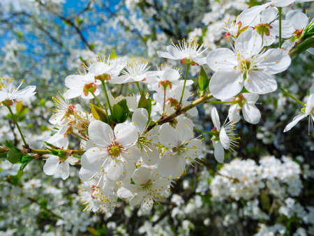 Blooming apple tree in the garden close up