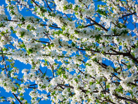Blooming apple tree in the garden close up