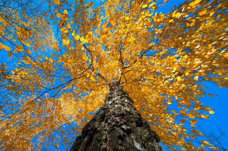 Birch tree with yellow autumn leaves, view from below against blue sky