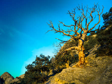 Dead tree landscape in mountains
