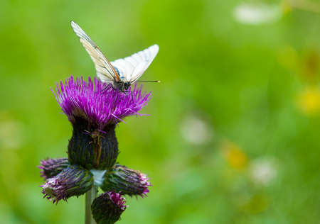 Butterfly on the flower close upの写真素材