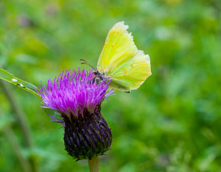 Butterfly on the flower close upの写真素材