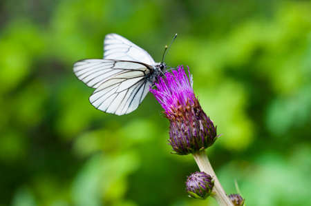Butterfly on the flower close upの写真素材