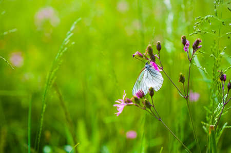Butterfly on the flower close upの写真素材