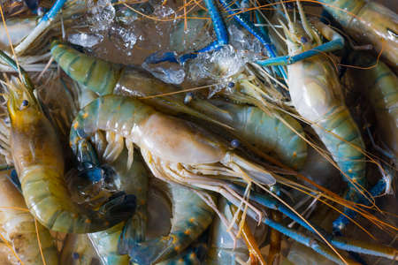 Fresh crawfishes on the market in Thailandの写真素材