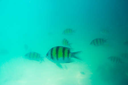 Group of coral fish in Andaman Sea near Krabi, Thailand