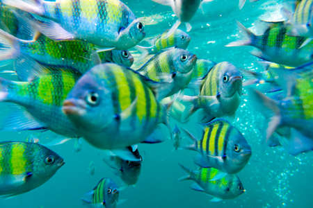 Group of coral fish in Andaman Sea near Krabi, Thailand. Image has soft focus.の写真素材