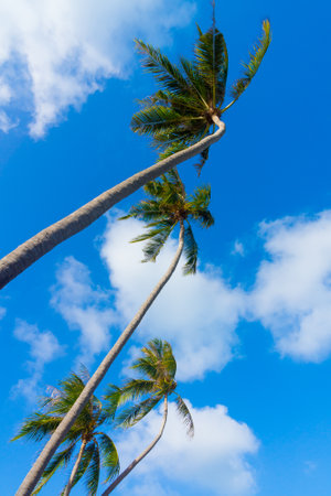 Palm trees against cloudy skyの写真素材