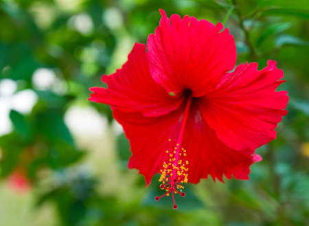 Red flower Hibiscus macro close upの写真素材