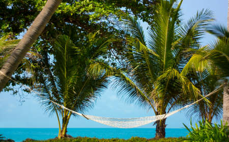 Hammock between palm trees on tropical resortの写真素材