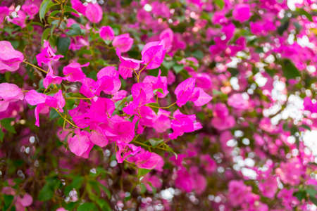 Tropical plants from Thailand