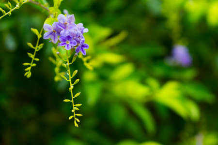 Tropical flowers plant from Thailandの写真素材