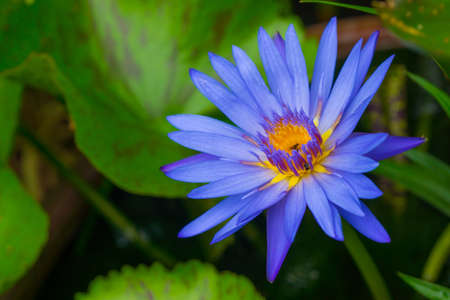 Blue lotus flower close upの写真素材