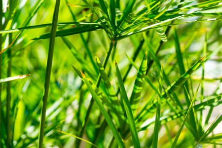 Palm tree leaves macro の写真素材
