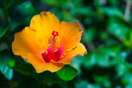 Orange flower Hibiscus macro close upの写真素材