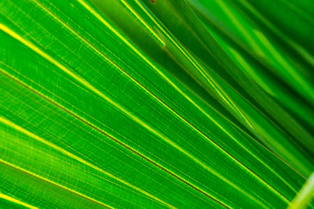 Palm tree leaves macro backgroundの写真素材