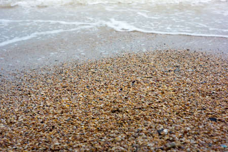 Shells on a beach background