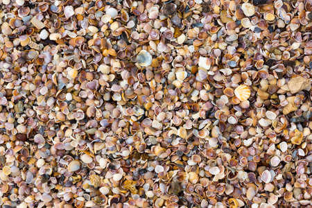 Shells on a beach 
