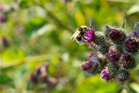 Bee pollinating flowering Great Burdock (Arctium lappa)の写真素材