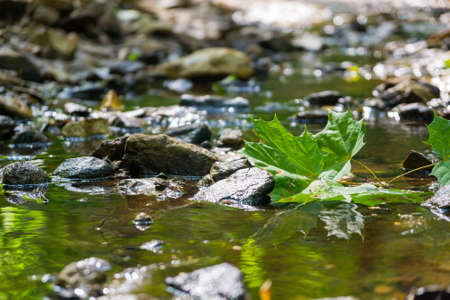 Clean fresh water is flowing in a mountain forest streamの写真素材