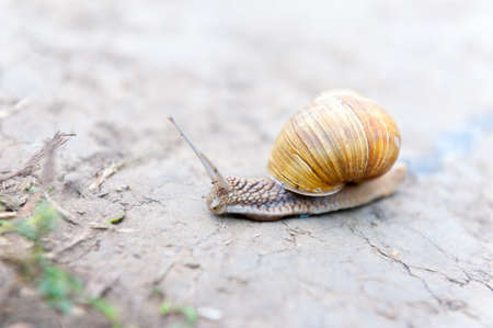 Snail crawling on the pathの写真素材