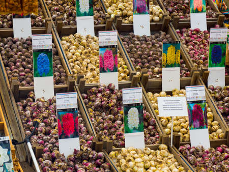AMSTERDAM - AUGUST 29: A lot of flower bulbs for sale on the flower market on August 29, 2014 in Amsterdam.のeditorial素材