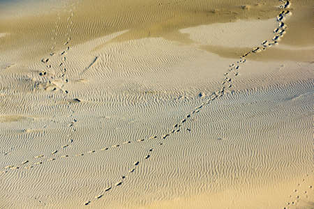 Dunes on the Curonian Spitの写真素材
