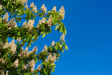 Blooming chestnut flowers against blue skyの写真素材