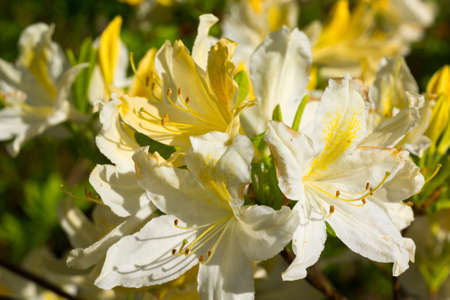 Blooming rhododendron flowers in a gardenの写真素材