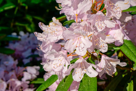 Blooming rhododendron flowers in a garden