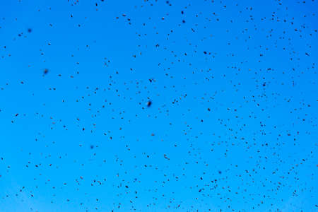 A swarm of bees in the skyの写真素材