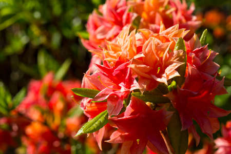 Blooming rhododendron flowers in a gardenの写真素材