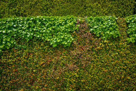 Wall of fresh green leaves