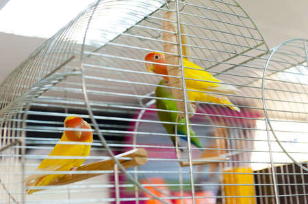 Parrots for sale at pet shopの写真素材