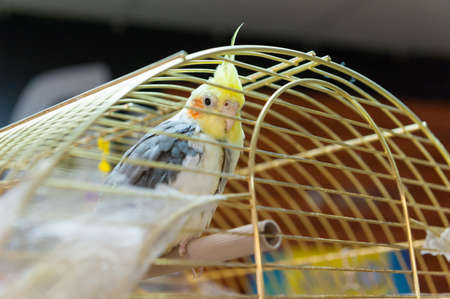 Parrots for sale at pet shopの写真素材