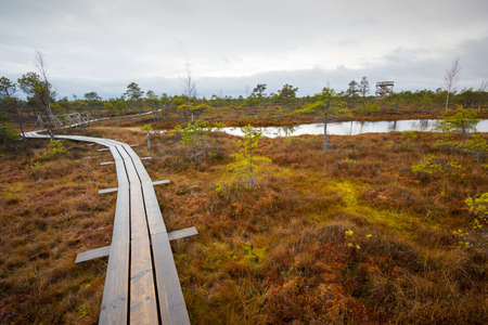 Wooden path in Kemeri swamp landscape in Latvia