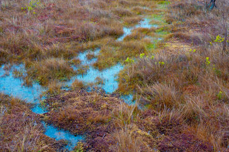 Kemeri swamp landscape in Latvia