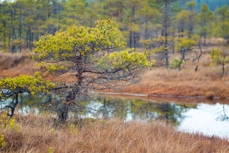 Kemeri swamp landscape in Latvia