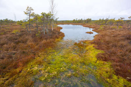 Kemeri swamp landscape in Latviaの写真素材