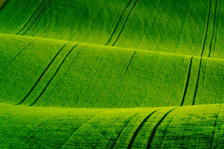 Green wavy hills in South Moravia, Csezh Republic