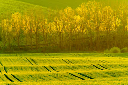 Trees on green wavy hills in South Moravia, Csezh Republic