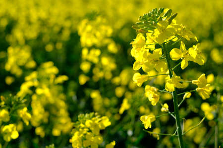 Blooming grape on the field at spring